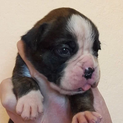 Boxer s PP